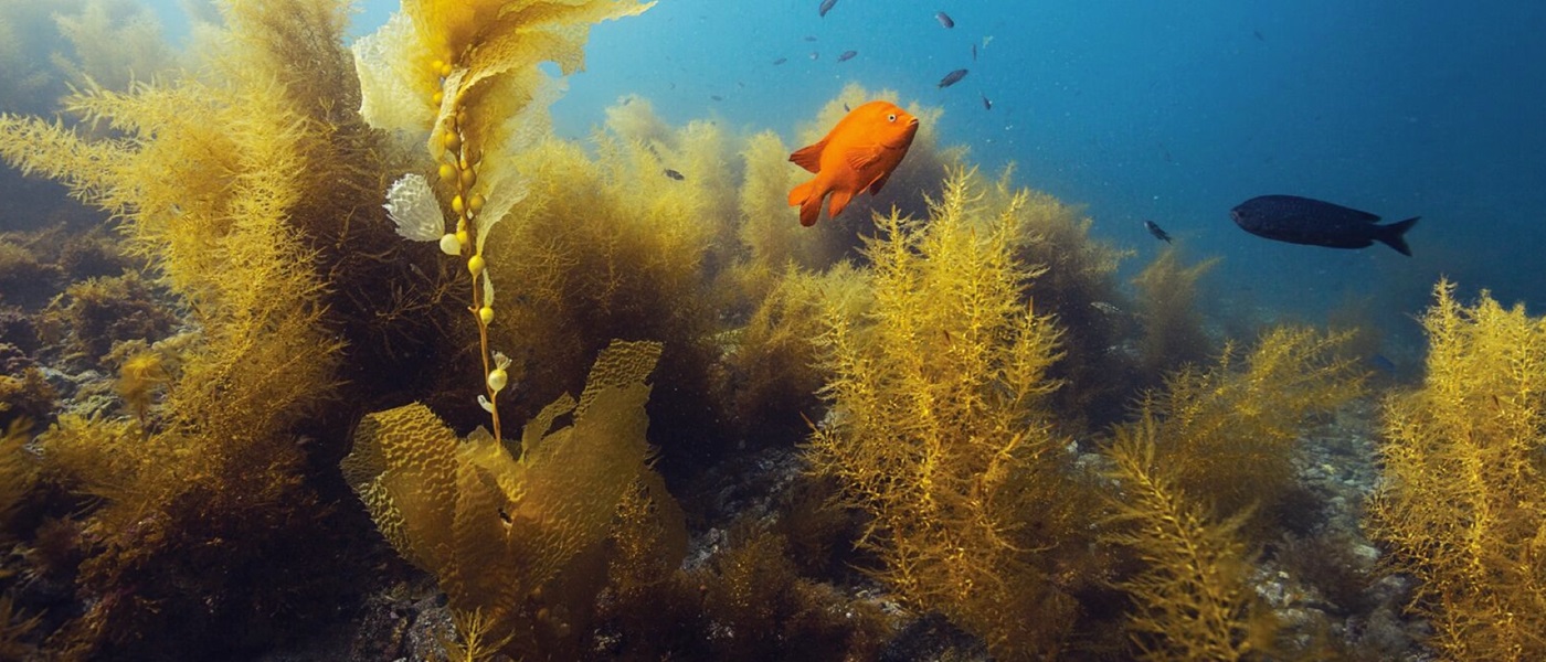 Underwater Naturalist course